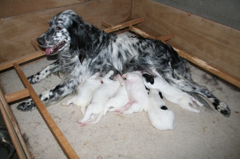 des bords de Cère - Setter Anglais - Portée née le 08/04/2014